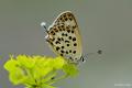 Lycaena euphratica (Fıratbakırgüzeli)